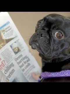 frenchie dog reading newspaper