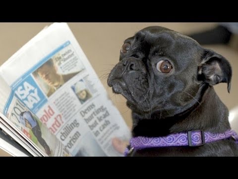 frenchie dog reading newspaper