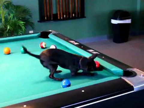 chihuahua on pool table