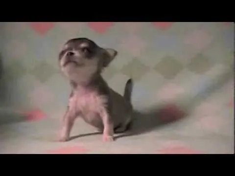 tiny chihuahua puppy trying to walk