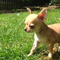 chihuahua puppy in grass