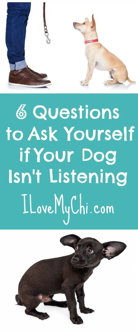 6 Questions to Ask Yourself if Your Dog Isn't Listening