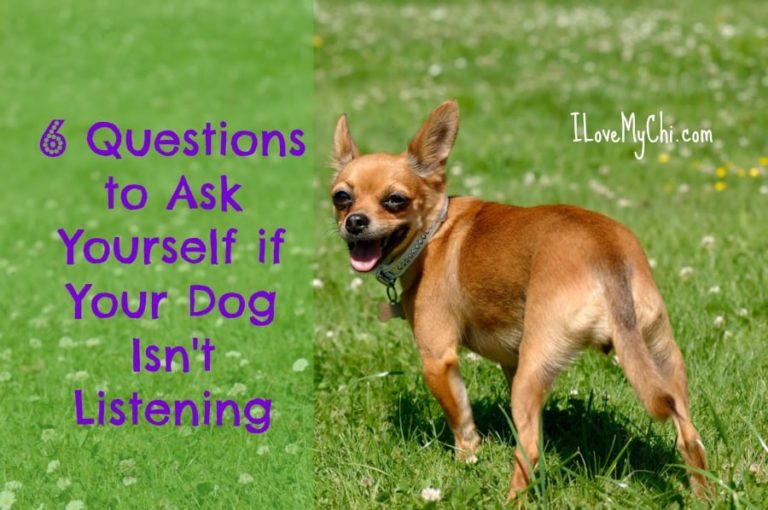 fawn chihuahua in grass looking behind