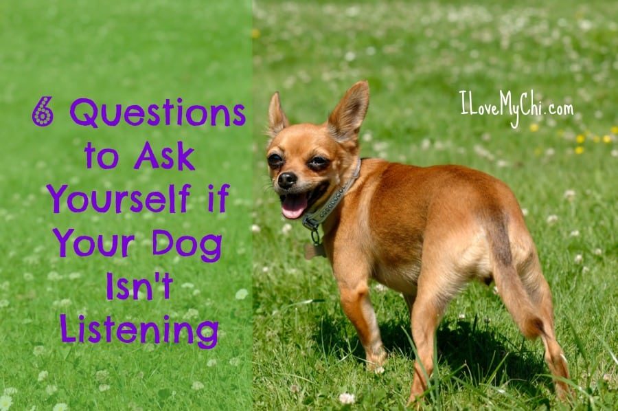 6 Questions to Ask Yourself if Your Dog Isn't Listening