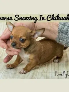 why are chihuahuas picky eaters