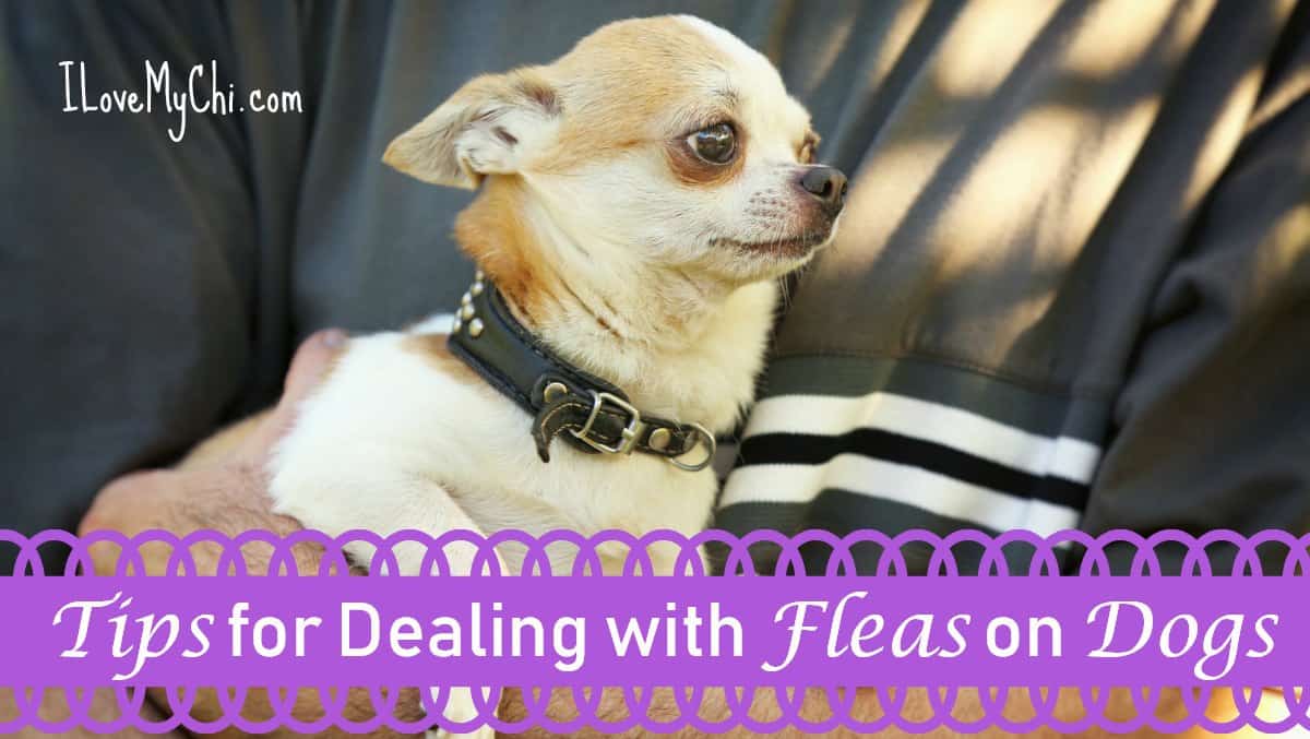 Tips for Dealing with Fleas on Dogs