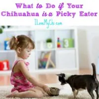 little girl putting dog food bowl down for chihuahua