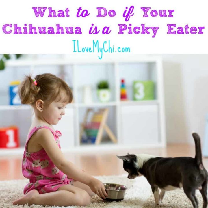 What to Do if Your Chihuahua is a Picky Eater - I Love My Chi