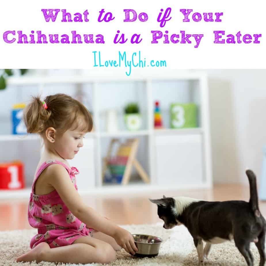 What to Do if Your Chihuahua is a Picky Eater