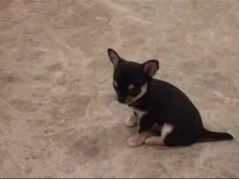 black and tan chihuahua puppy sitting