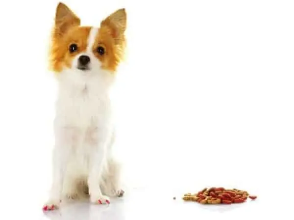 White and tan Chihuahua with food in dog dish.