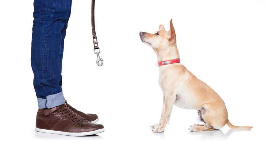person's legs holding leash and fawn chihuahua looking up