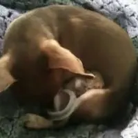 chihuahua with baby squirrel