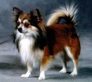 Mexican long 2025 haired chihuahua