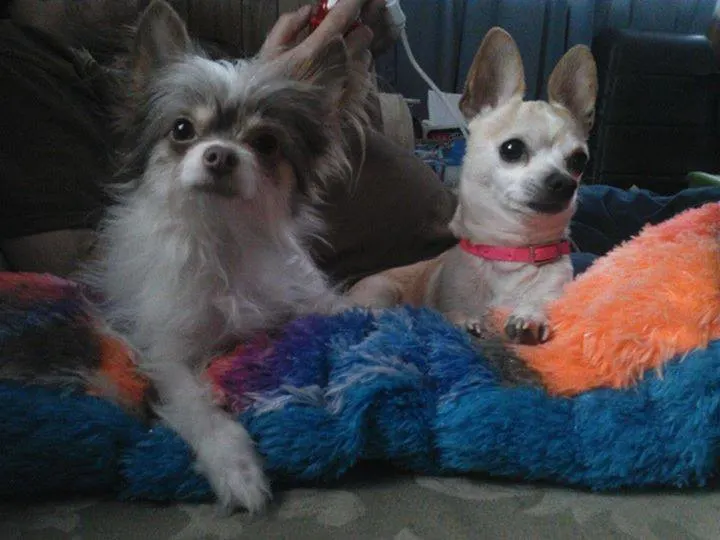 Long haired Chihuahua and short hair Chihuahua sitting side by side.