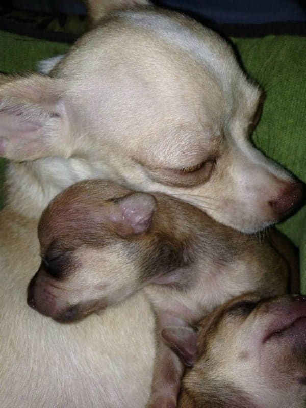 Mother Chi with puppy