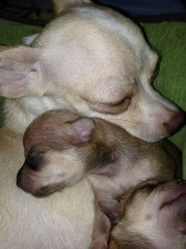 Mother Chihuahua and puppy sleeping.