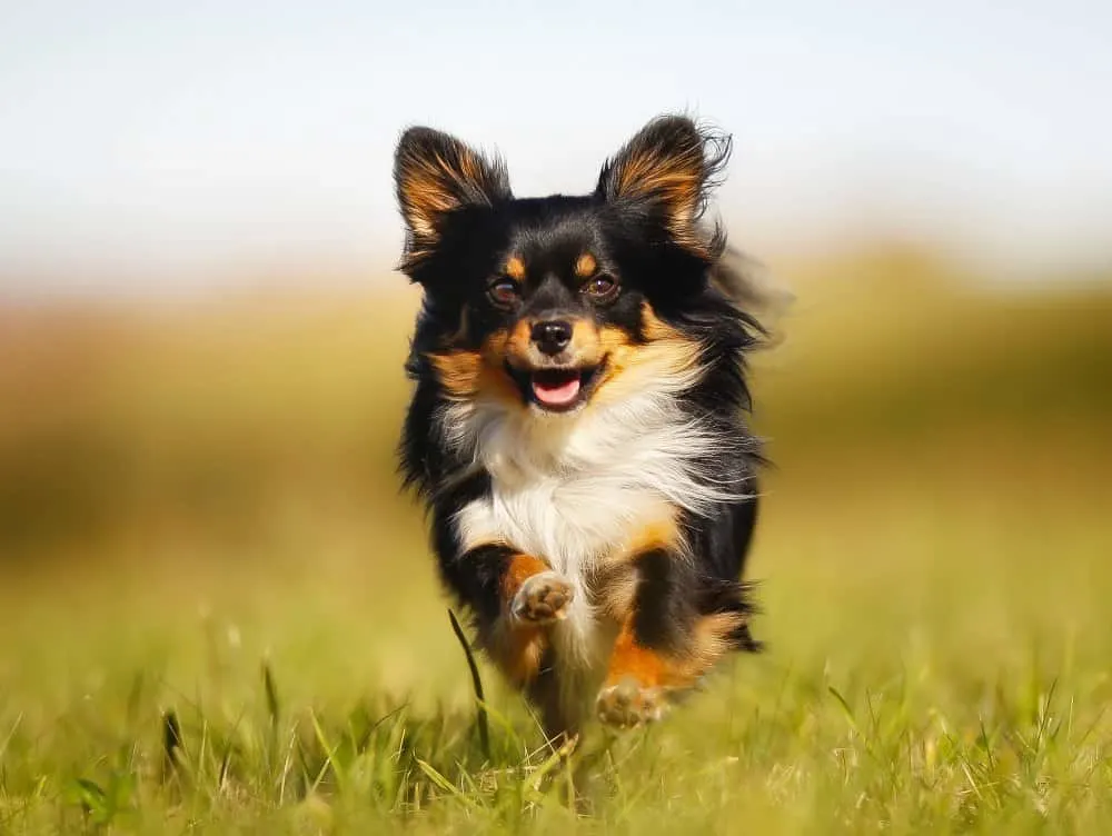 tri-color long hair chihuahua running in grass