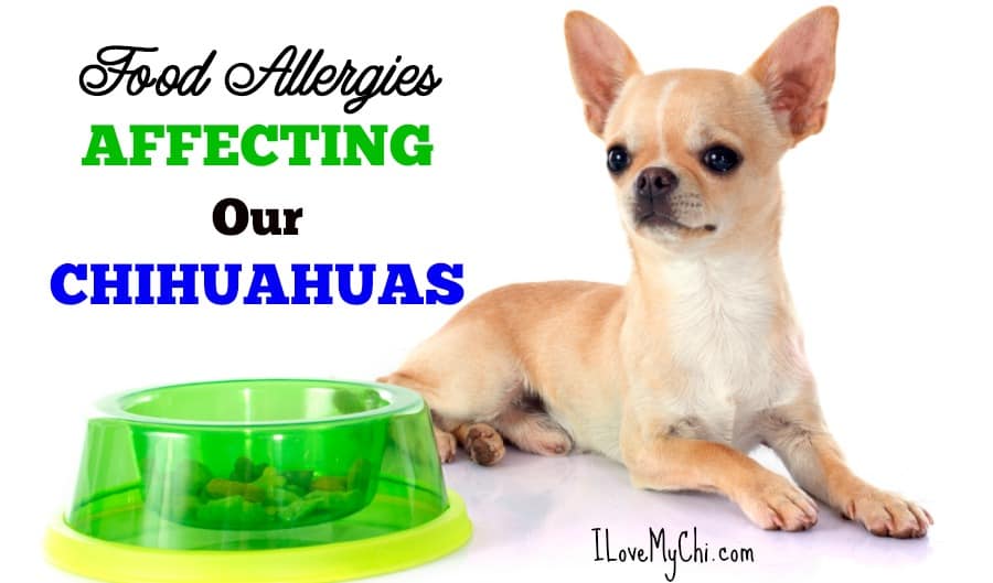 Nahrungsmittelallergien, die unsere Chihuahuas betreffen