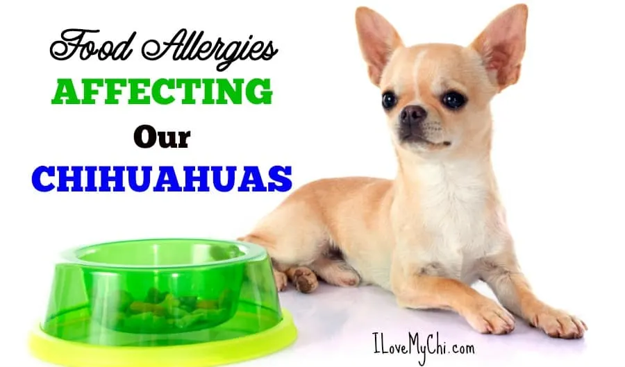 what foods are bad for chihuahuas