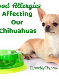 fawn colored chihuahua sitting by neon green dog food bowl