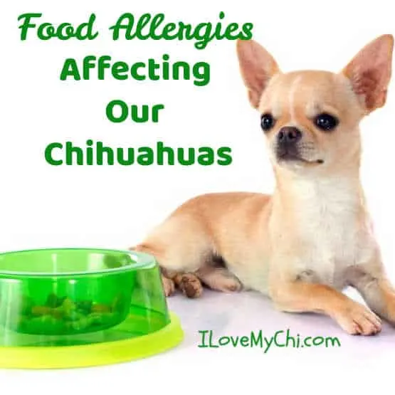 fawn colored chihuahua sitting by neon green dog food bowl