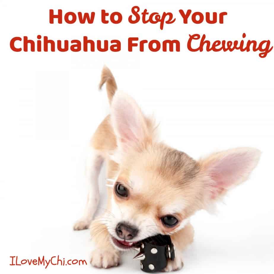 chihuahua puppy chewing
