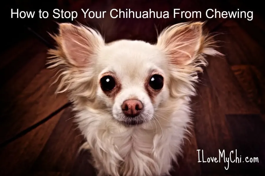 How Do I Stop My Chihuahua From Chewing Everything