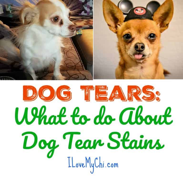 2 chihuahua dogs with tear stains