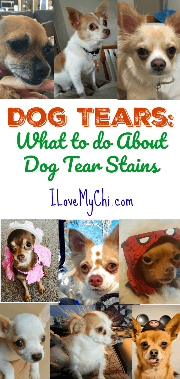 This will help you will learn about what causes your dog to have tear stains around the eyes and what you can to do to treat it and remove it.