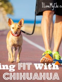 chihuahua being walked on running track by person wearing shorts