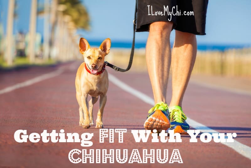 chihuahua being walked on running track by person wearing shorts