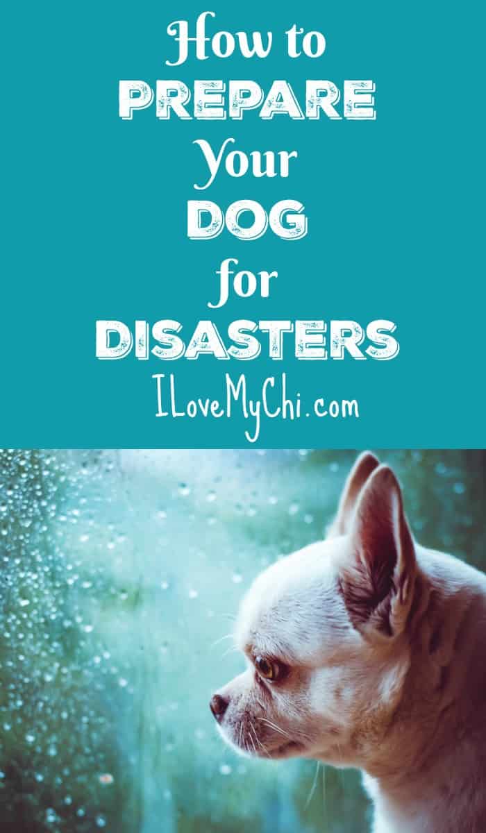 Be prepared ahead of time for emergencies and disasters and have a plan for what to do with your pet when one hits. It could be a matter of life or death.