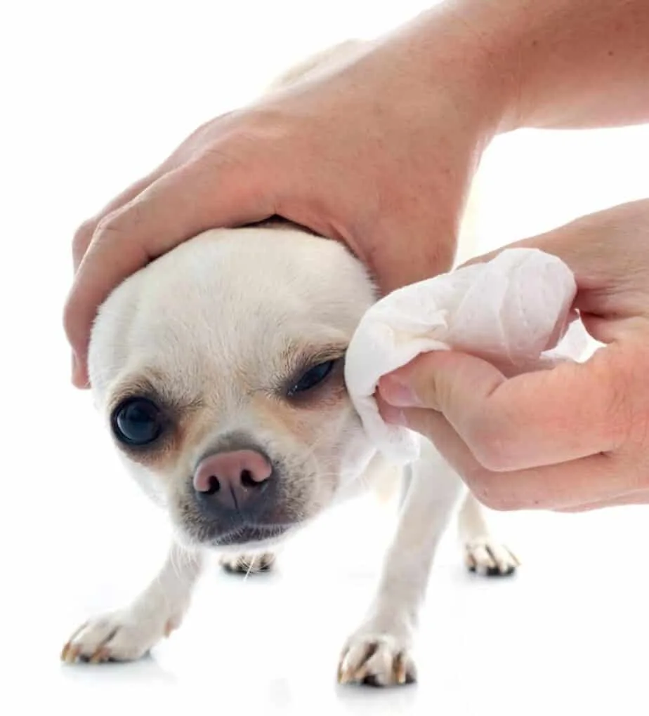 Wiping a white chihuahua's eye.