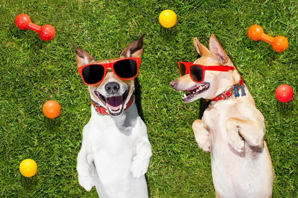 3 chis laying in grass with toys