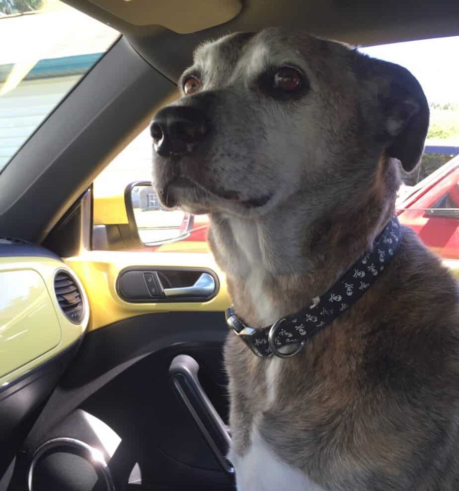 large dog in car