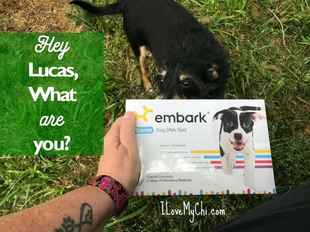 hand holding Embark DNA test with dog behind it