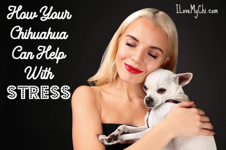 Woman cuddling a chihuahua dog.