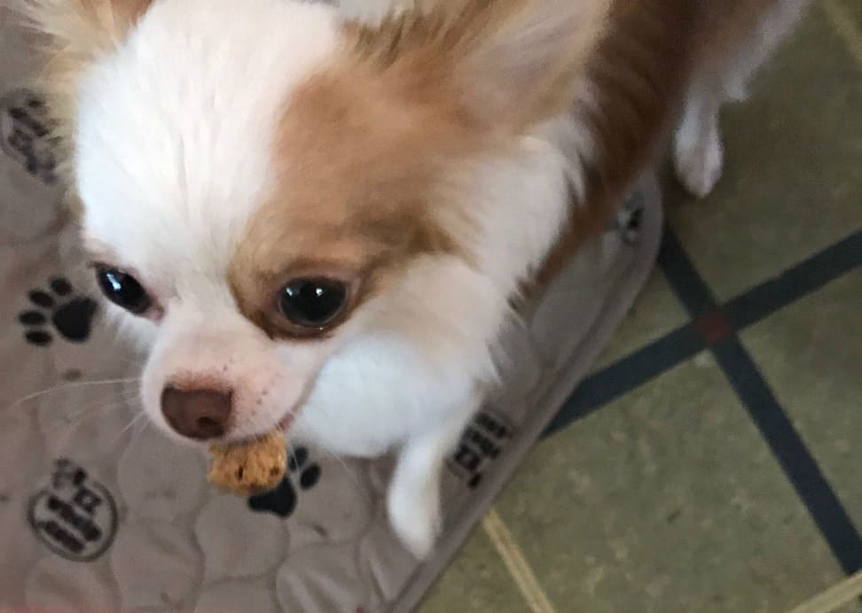 chihuahua eating a treat