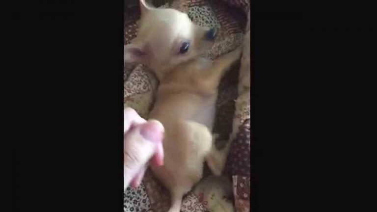hand close to tiny chihuahua puppy