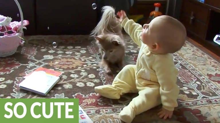chihuahua and human baby on floor