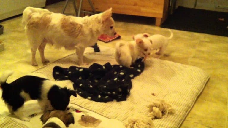 adult chihuahua dog with puppies on blanket