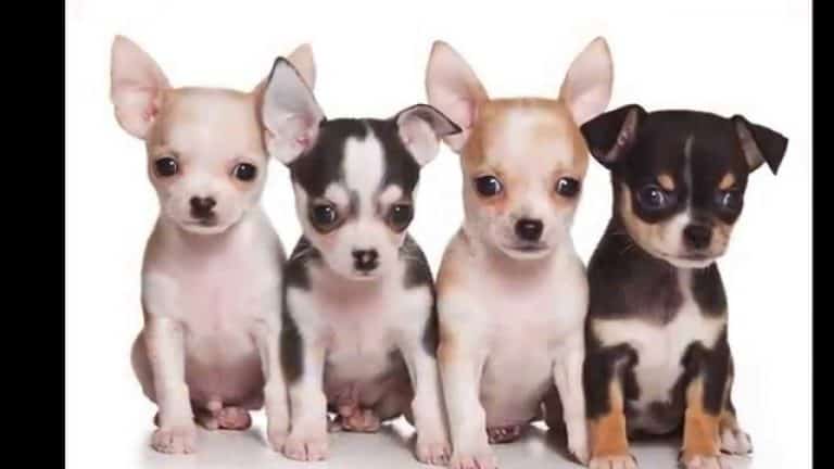 4 sitting chihuahua puppies
