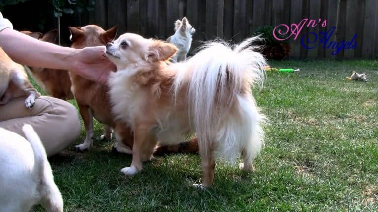 several chihuahuas being petted by person sitting in grass
