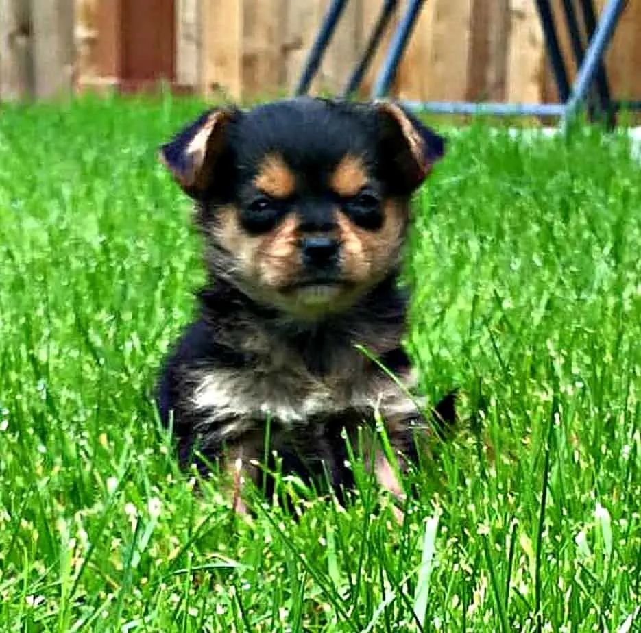 cute puppy in backyard