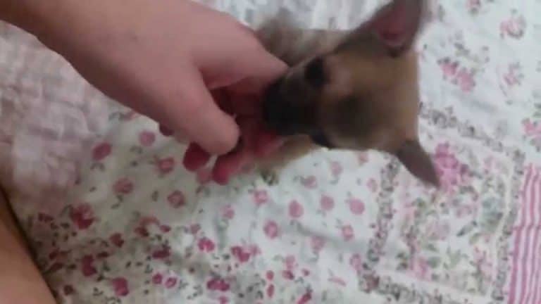 chihuahua chewing on person's hand