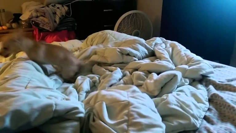 puppy jumping on bed