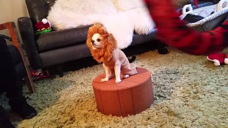 chihuahua wearing lion mane sitting on pedastal