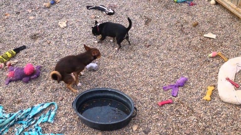 2 chihuahuas outside