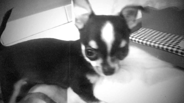 chihuahua puppy playing with pillow stuffing